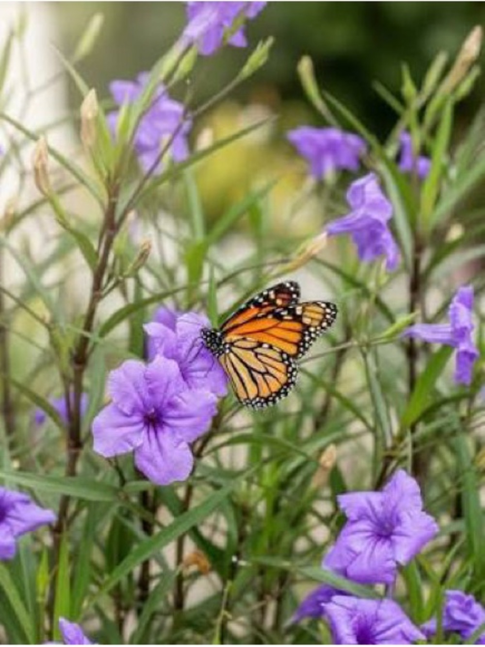 Instant Butterfly Garden Reserved Listing - Bulk Order 38ish plants up to 5 lbs